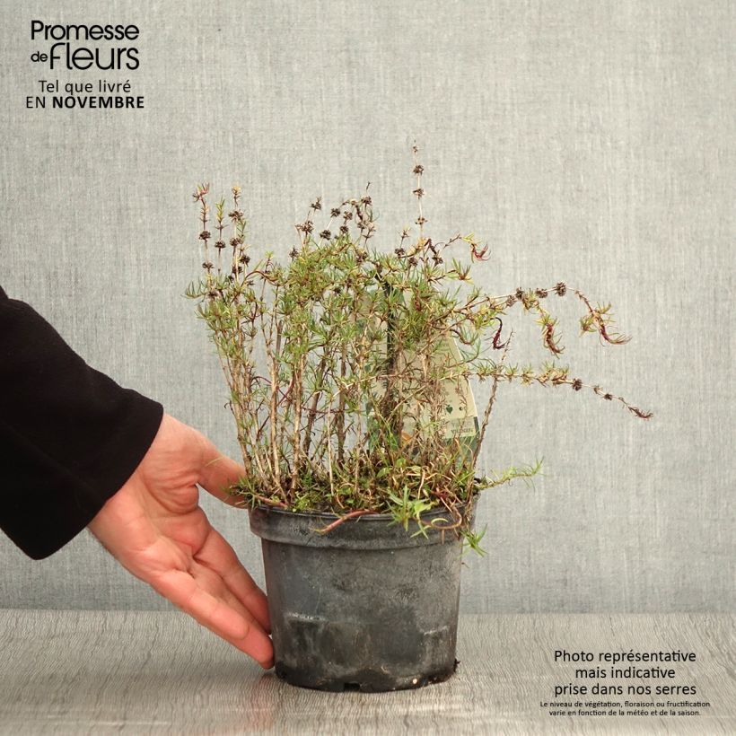 Esemplare di Mentha cervina - Menta cervina Vaso da 1,5L/2L come consegnato in autunno