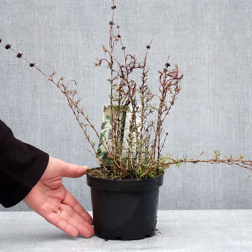 Mentha cervina - Menta cervina Vaso da 1,5L/2L esemplare consegnato in inverno