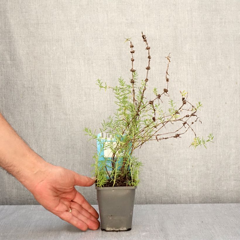 Esemplare di Mentha cervina Alba - Menta cervina Vasetto da 8/9 cm come consegnato in autunno