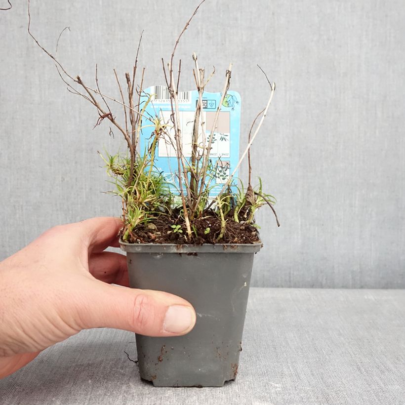 Mentha cervina Alba - Menta cervina Vasetto da 8/9 cm esemplare consegnato in inverno