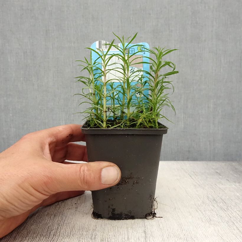 Mentha cervina Alba - Menta cervina Vasetto da 8/9 cm esemplare consegnato in primavera