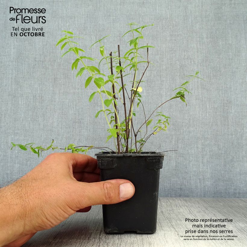 Esemplare di Pycnanthemum pilosum - Menta di montagna Vasetto da 8/9 cm come consegnato in autunno
