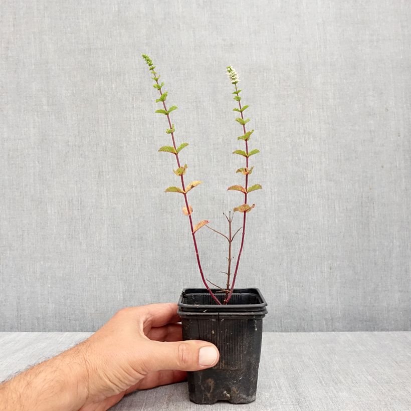 Esemplare di Mentha espagnole Bio - Menta Vasetto da 8/9 cm come consegnato in autunno