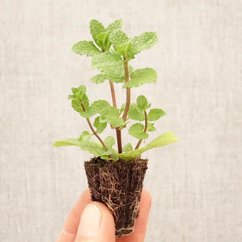 Mentastro verde Spanish Mini zolla Ø 1,5/2,5 cm esemplare consegnato in primavera