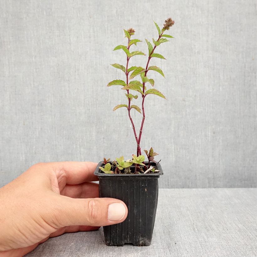 Esemplare di Mentastro verde crispa Bio Vasetto da 8/9 cm come consegnato in autunno