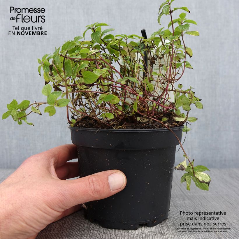 Esemplare di Mentha piperita Ginger - Menta piperita Vaso da 1,5L/2L come consegnato in autunno