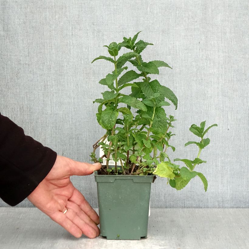 Mentastro verde Nannah Vaso da 1L/1,5L esemplare consegnato in primavera