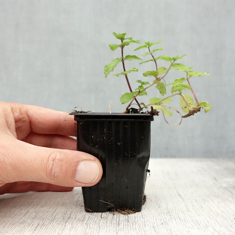 Esemplare di Mentha hemingwayensis Mojito Bio - Menta Vasetto da 7/8 cm come consegnato in autunno