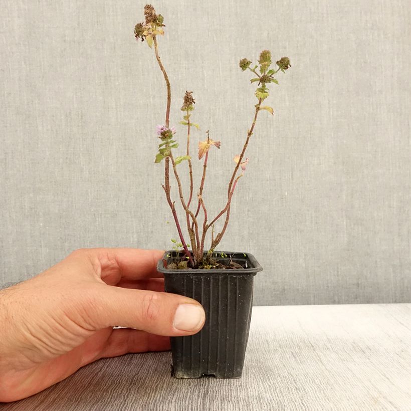 Esemplare di Mentha citrata Grapefruit Bio - Menta bergamotto Vasetto da 7/8 cm come consegnato in autunno