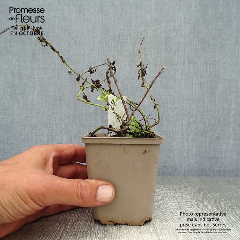 Esemplare di Mentha suaveolens Variegata - Menta a foglie rotonde Vasetto da 8/9 cm come consegnato in autunno