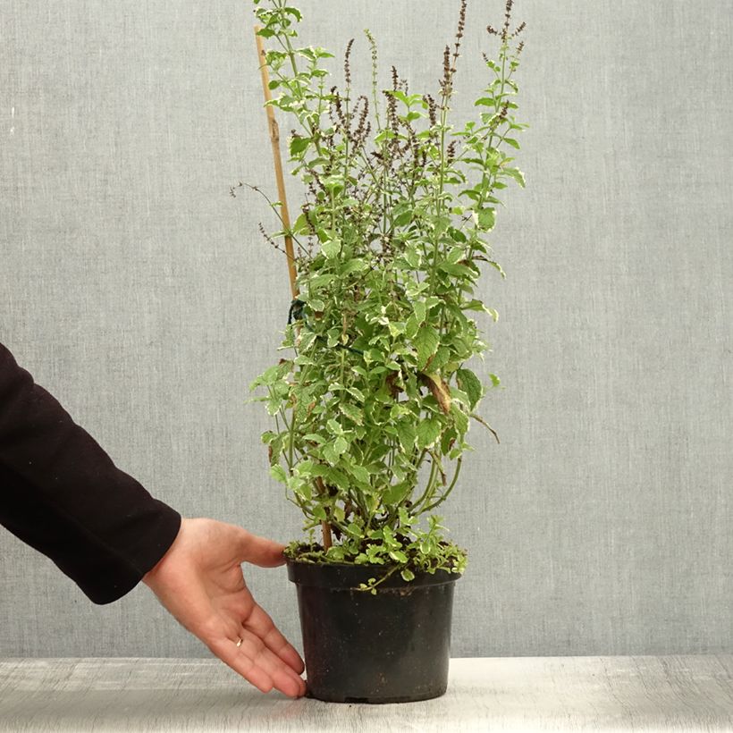 Esemplare di Mentha suaveolens Variegata - Menta a foglie rotonde Vaso da 2L/3L come consegnato in autunno