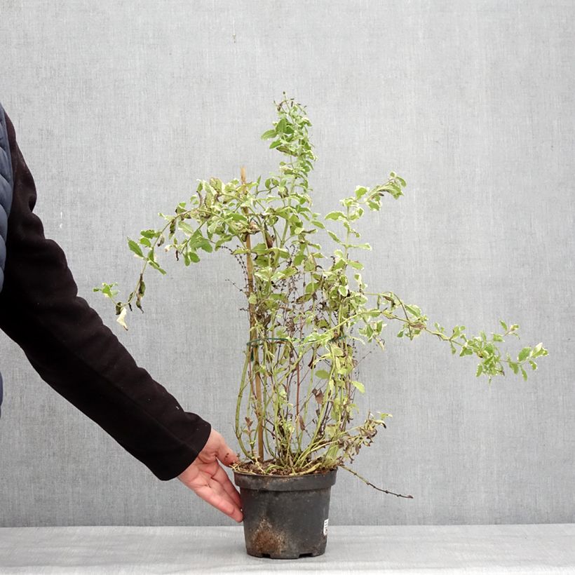 Mentha suaveolens Variegata - Menta a foglie rotonde Vaso da 2L/3L esemplare consegnato in inverno