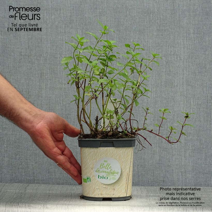 Esemplare di Mentha piperita Bio (piante) - Menta piperita Vasetto da 7/8 cm come consegnato in autunno