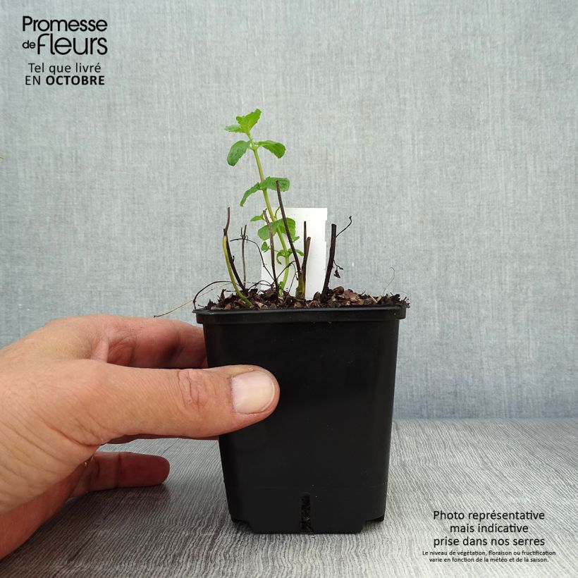 Esemplare di Mentha piperita - Menta piperita Vasetto da 8/9 cm come consegnato in autunno