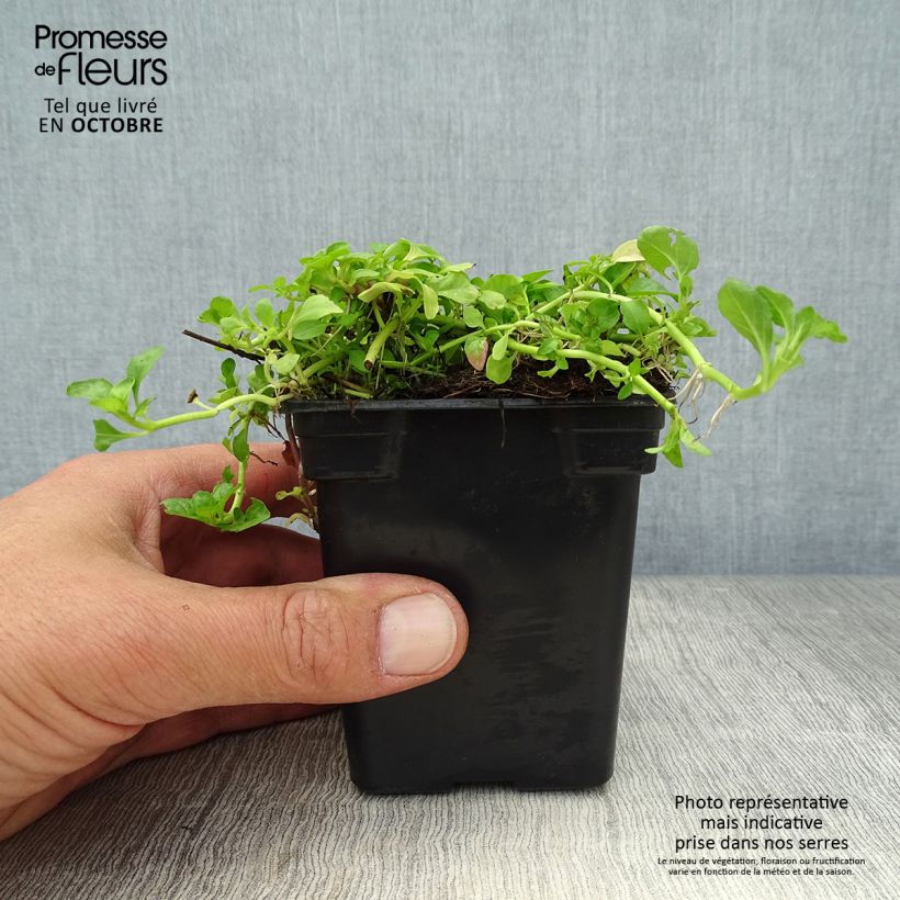 Esemplare di Mentha pulegium - Menta Vasetto da 8/9 cm come consegnato in autunno