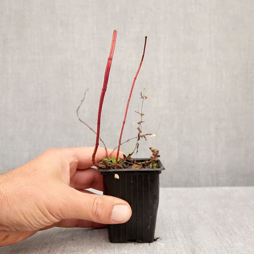 Esemplare di Mentha piperita Romana Rossa Bio - Menta piperita Vasetto da 8/9 cm come consegnato in autunno