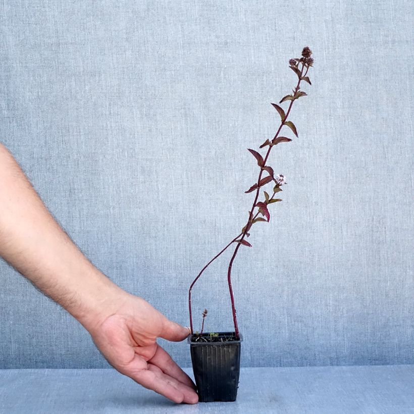 Esemplare di Mentha piperita Romana Rossa Bio - Menta piperita Vasetto da 8/9 cm consegnato in estate
