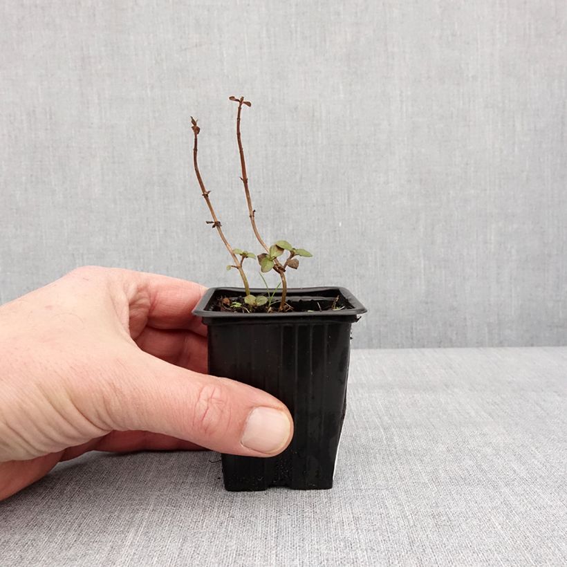 Mentha piperita Romana Rossa Bio - Menta piperita Vasetto da 8/9 cm esemplare consegnato in inverno