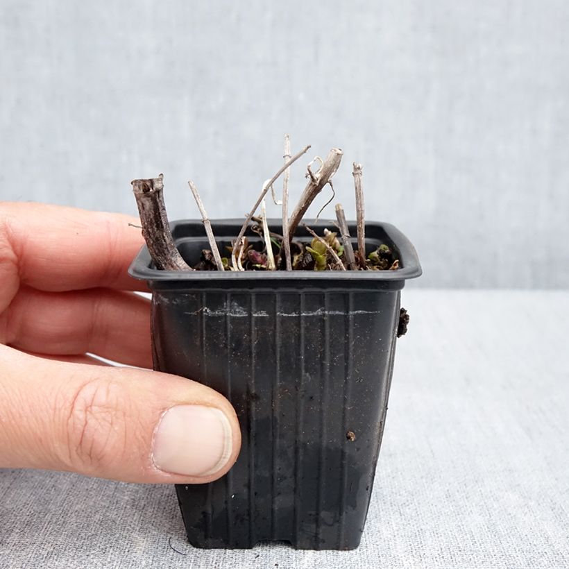 Mentha piperita Romana Rossa Bio - Menta piperita Vasetto da 8/9 cm esemplare consegnato in primavera