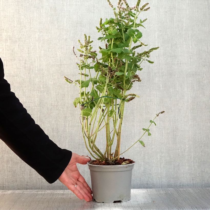 Esemplare di Mentha suaveolens Bio - Menta a foglie rotonde Vaso da 2L/3L come consegnato in autunno