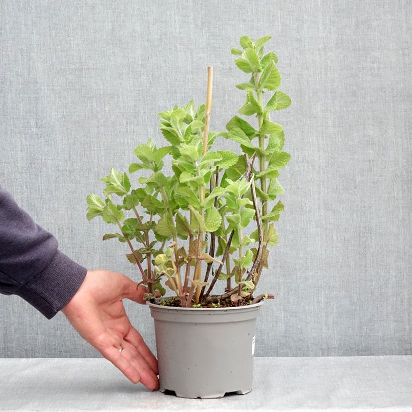 Mentha suaveolens Bio - Menta a foglie rotonde Vaso da 2L/3L esemplare consegnato in primavera
