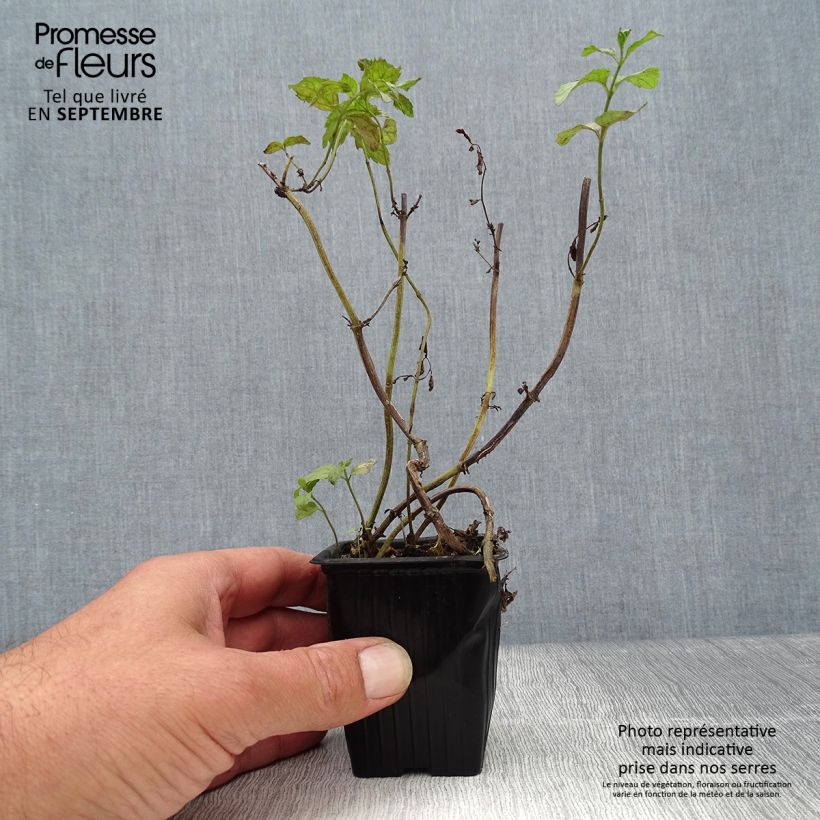 Esemplare di Mentha piperita Swiss - Menta piperita Vasetto da 8/9 cm come consegnato in autunno