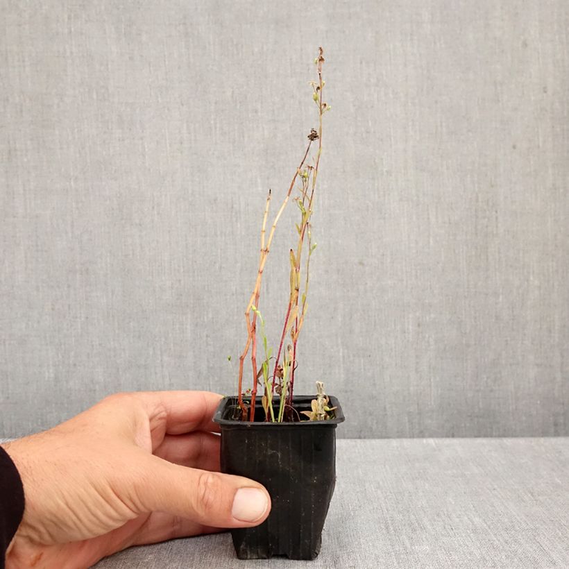 Esemplare di Mentha suriso Bio - Menta Vasetto da 8/9 cm come consegnato in autunno