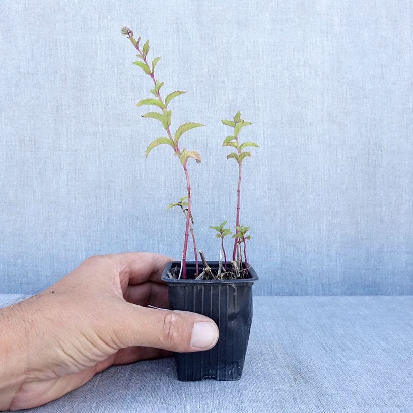 Esemplare di Mentha suriso Bio - Menta Vasetto da 8/9 cm consegnato in estate