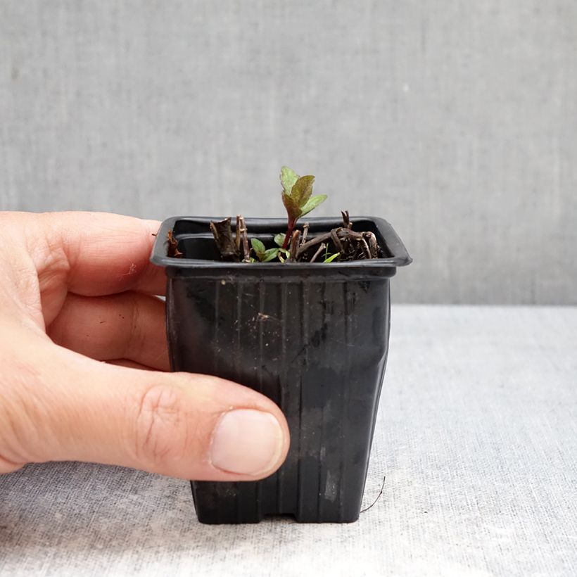 Mentha suriso Bio - Menta Vasetto da 8/9 cm esemplare consegnato in primavera
