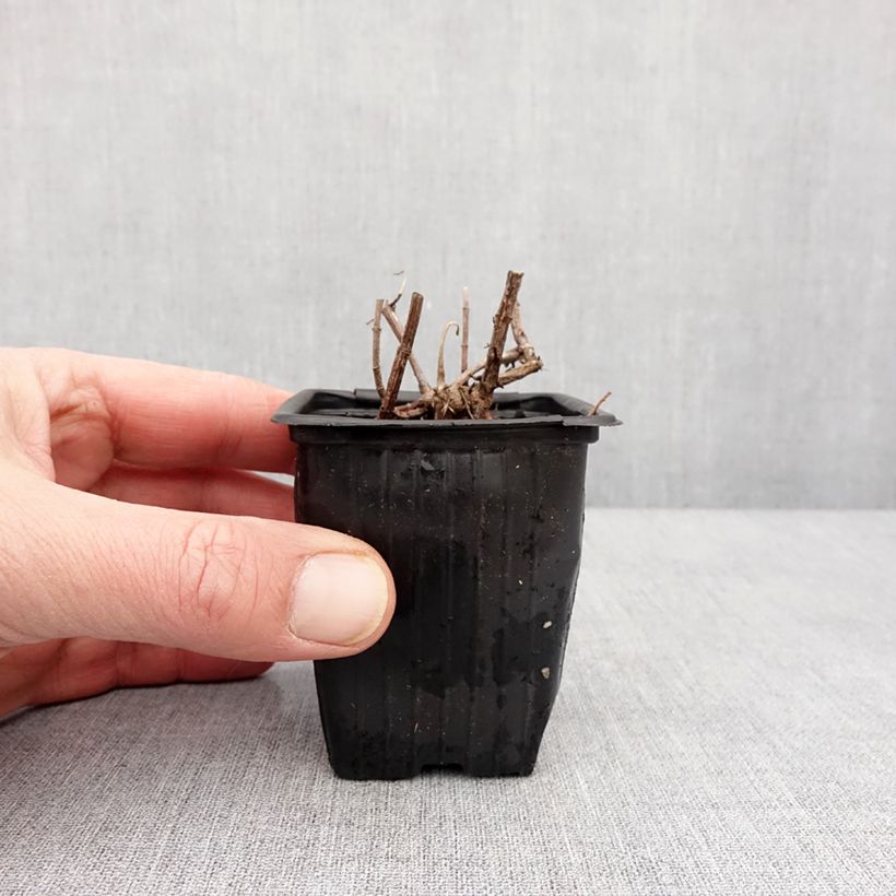 Mentha suriso Bio - Menta Vasetto da 8/9 cm esemplare consegnato in inverno