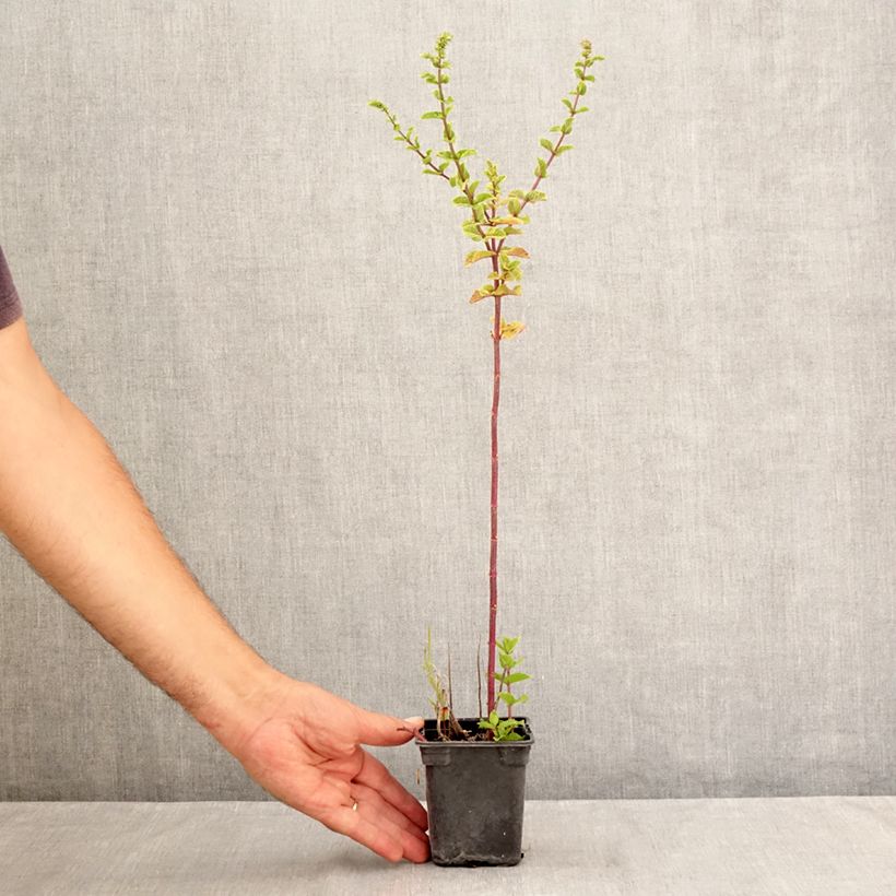 Esemplare di Mentastro verde Tashkent Bio Vasetto da 8/9 cm consegnato in estate