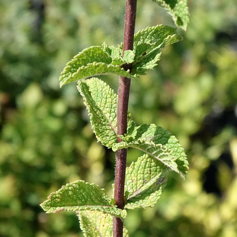 Mentastro verde Tashkent Bio (Fogliame)