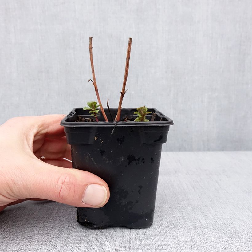 Mentastro verde Tashkent Bio Vasetto da 8/9 cm esemplare consegnato in inverno