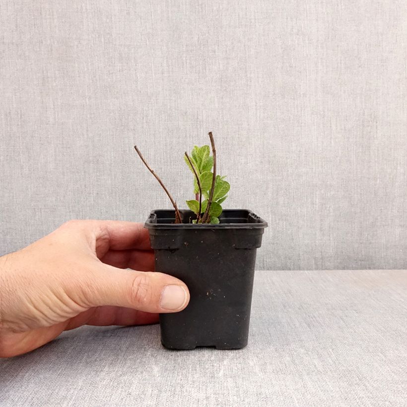 Mentastro verde Tashkent Bio Vasetto da 8/9 cm esemplare consegnato in primavera