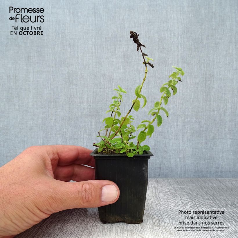 Esemplare di Mentha tomentosa Bio - Menta Vasetto da 8/9 cm come consegnato in autunno
