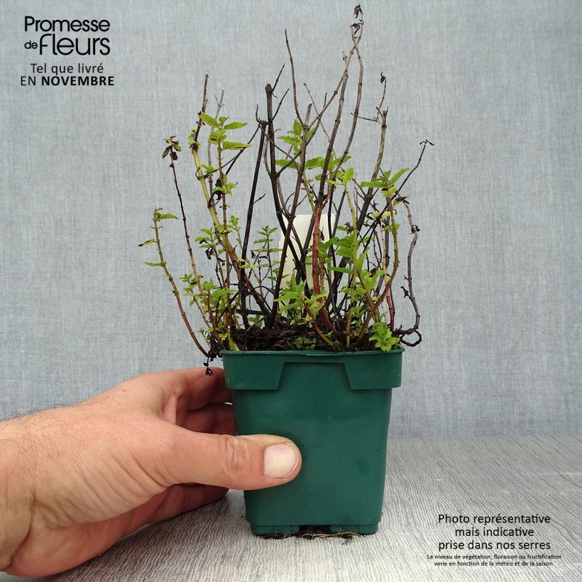 Esemplare di Mentastro verde Hollywood Vaso da Ø 10 cm/11 cm come consegnato in autunno