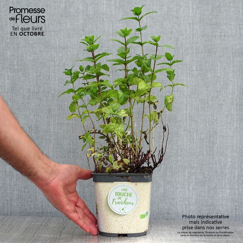 Esemplare di Mentastro verde Bio Vaso da 2L/3L come consegnato in autunno