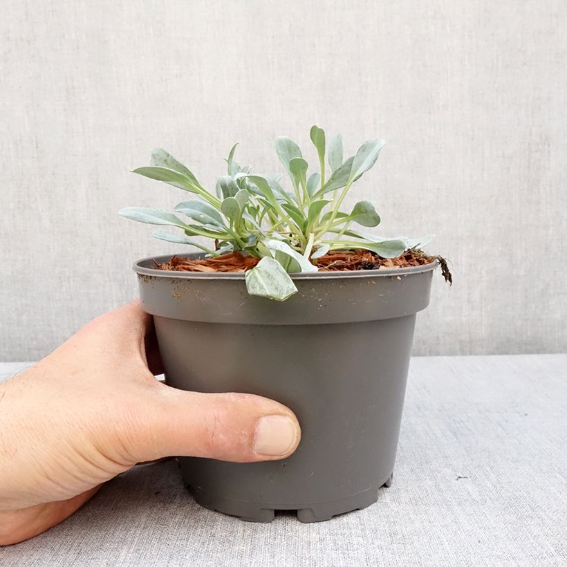 Mertensia maritima - Erba ostrica Vaso da 1L/1,5L esemplare consegnato in primavera