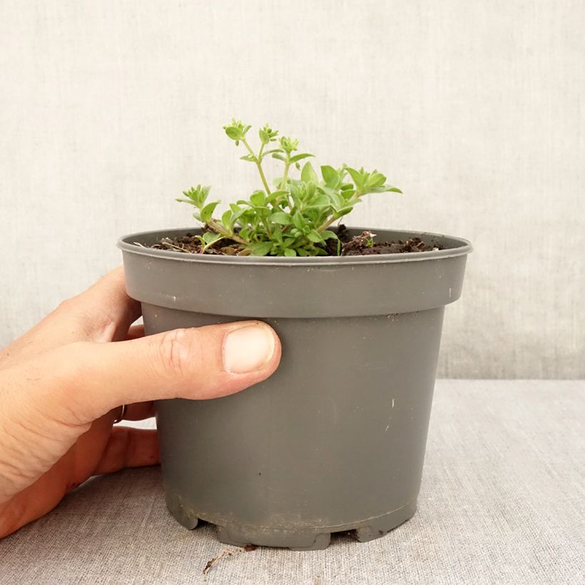 Esemplare di Mertensia maritima - Erba ostrica Vaso da 1L/1,5L consegnato in estate
