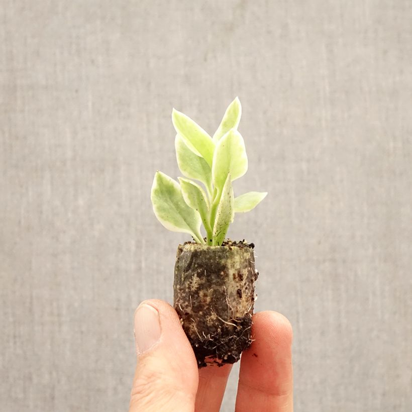 Mesembryanthemum Mezoo mini zolla... esemplare consegnato in primavera