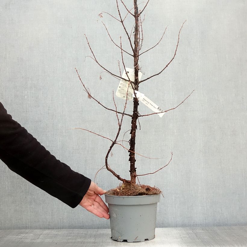 Esemplare di Metasequoia glyptostroboides Amber Glow Vaso da 4L/5L come consegnato in autunno