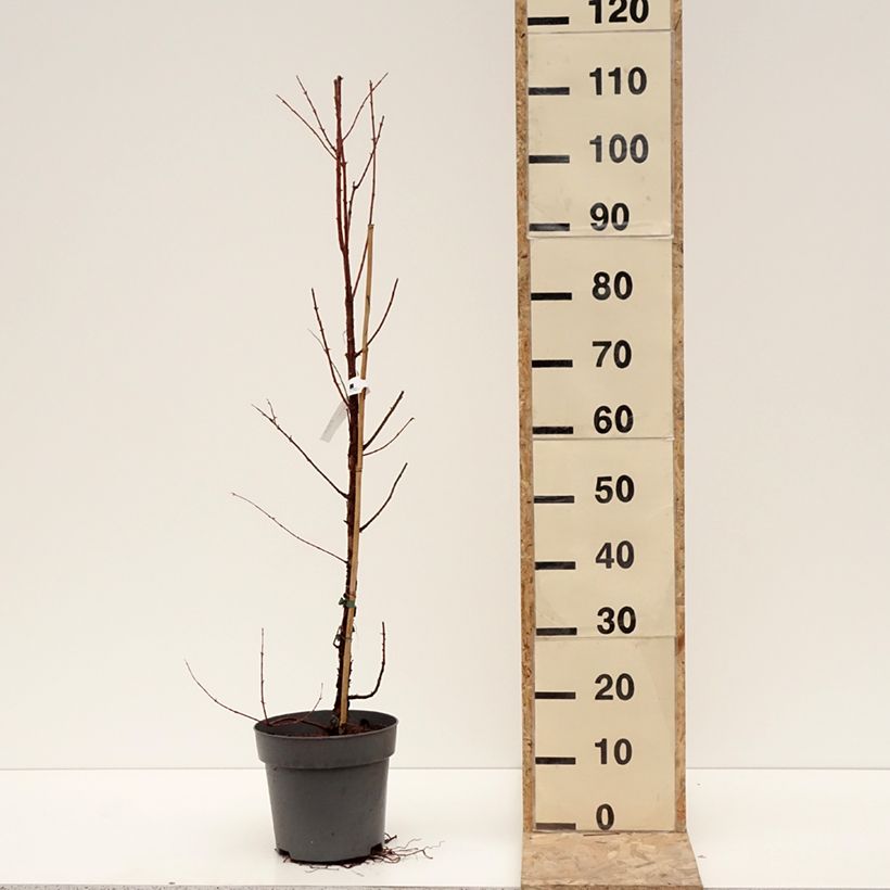 Metasequoia glyptostroboides Amber Glow Vaso da 4L/5L esemplare consegnato in inverno