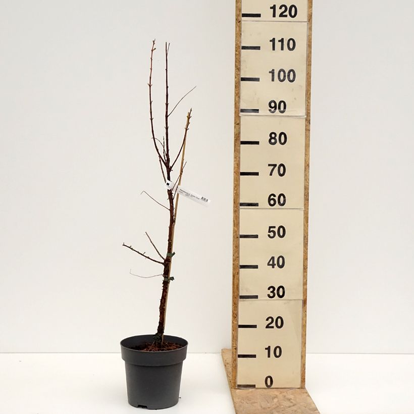 Metasequoia glyptostroboides Amber Glow Vaso da 4L/5L esemplare consegnato in primavera