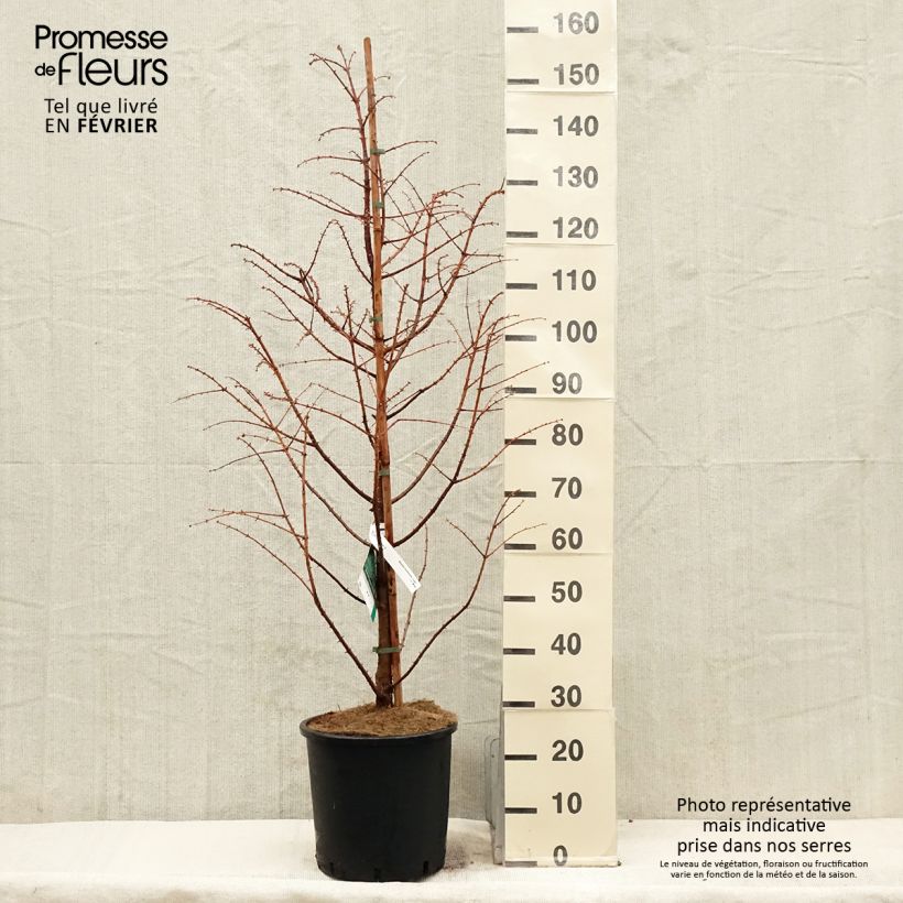 Metasequoia glyptostroboides Chubby Vaso da 12L/15L esemplare consegnato in inverno