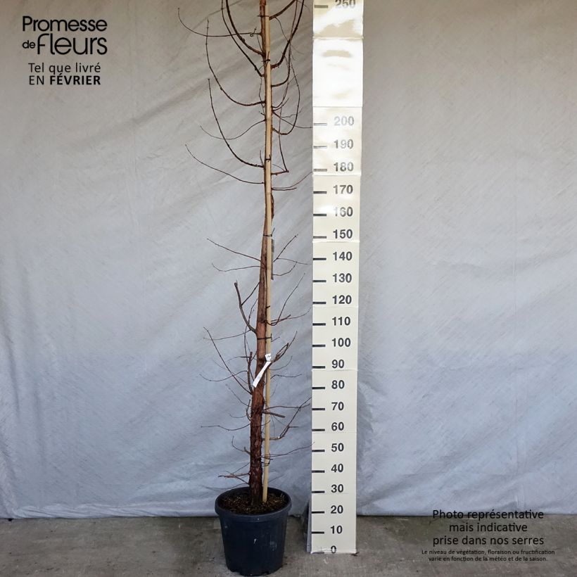 Metasequoia glyptostroboides - Abete d'acqua Vaso da 18L/20L esemplare consegnato in inverno