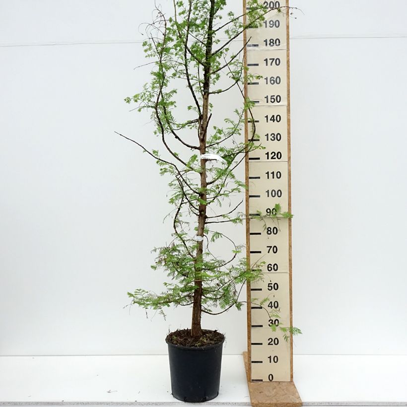Esemplare di Metasequoia glyptostroboides - Abete d'acqua Vaso da 18L/20L consegnato in estate