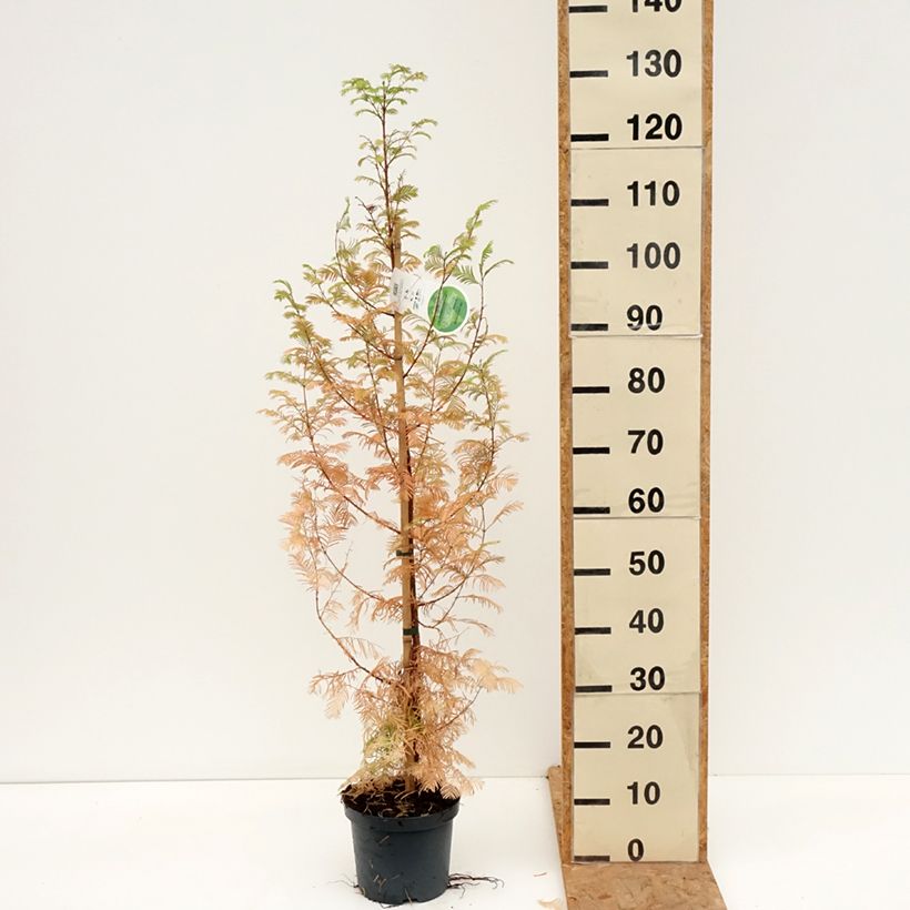 Esemplare di Metasequoia glyptostroboides - Abete d'acqua Vaso da 3L/4L come consegnato in autunno