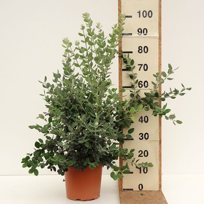 Esemplare di Metrosideros excelsa - Albero di Natale della Nuova Zelanda Vaso da 7,5L/10L come consegnato in autunno