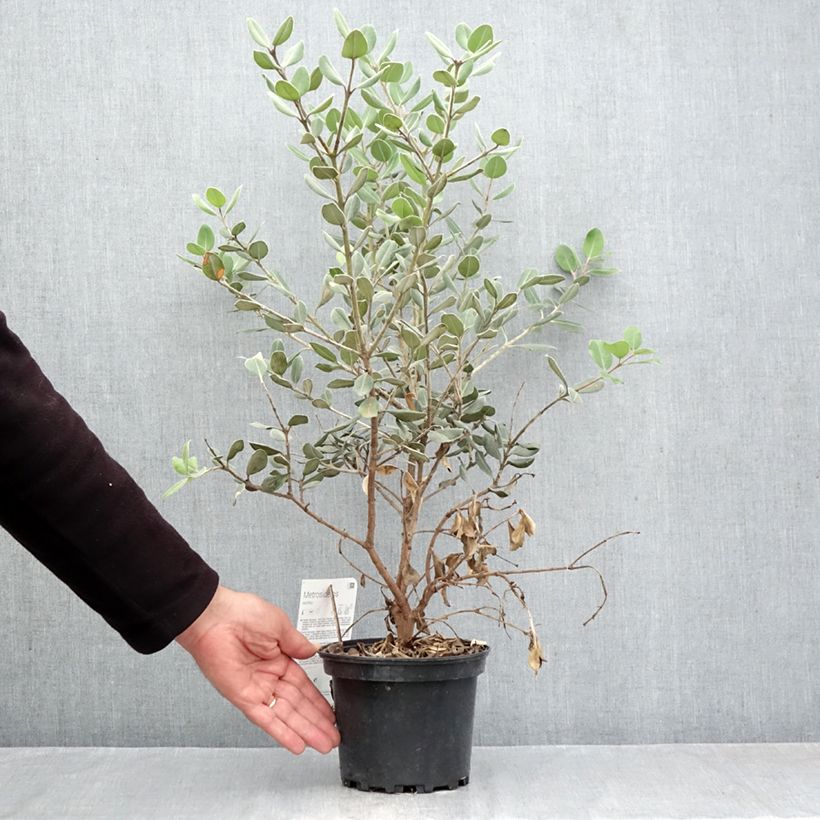 Esemplare di Metrosideros excelsa Aurea - Albero di Natale della Nuova Zelanda Vaso da 2L/3L come consegnato in autunno