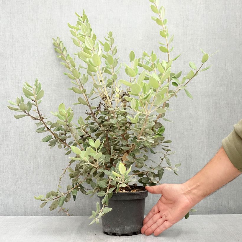 Esemplare di Metrosideros excelsa Aurea - Albero di Natale della Nuova Zelanda Vaso da 2L/3L consegnato in estate